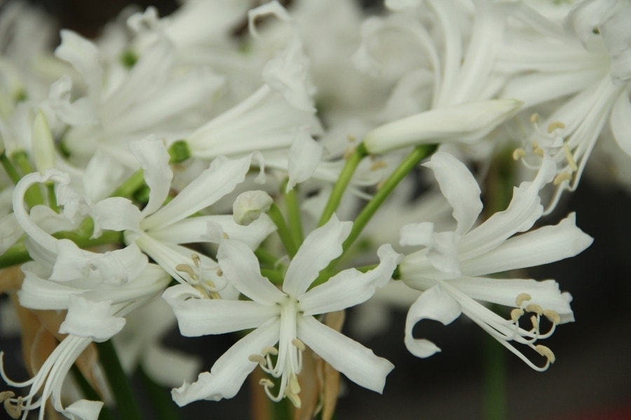 Kliplelie (Nerine bowdenii 'Bianca Perla')