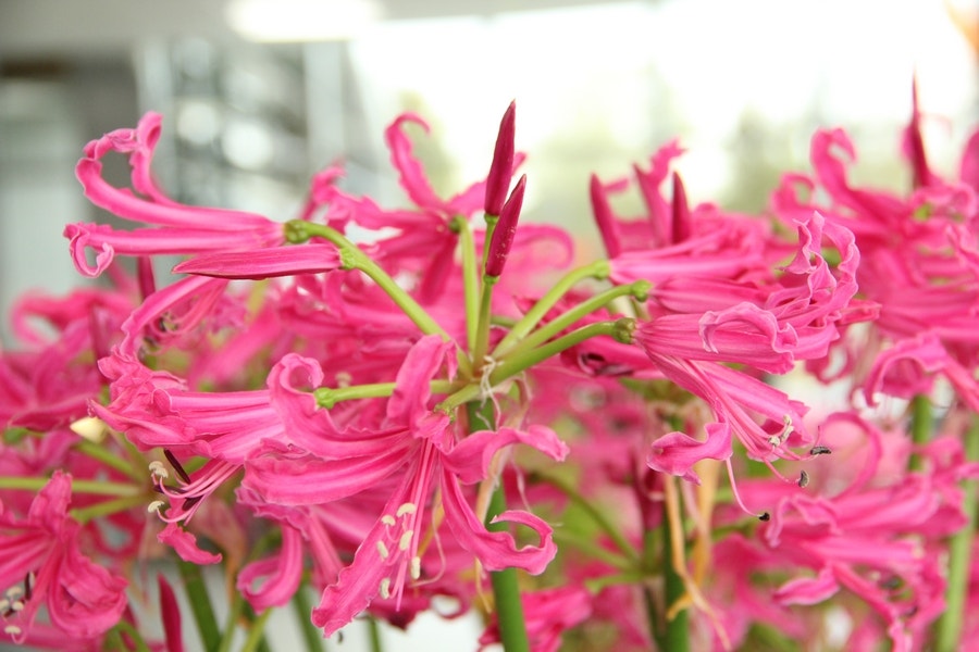 Kliplelie (Nerine bowdenii 'Isabel')