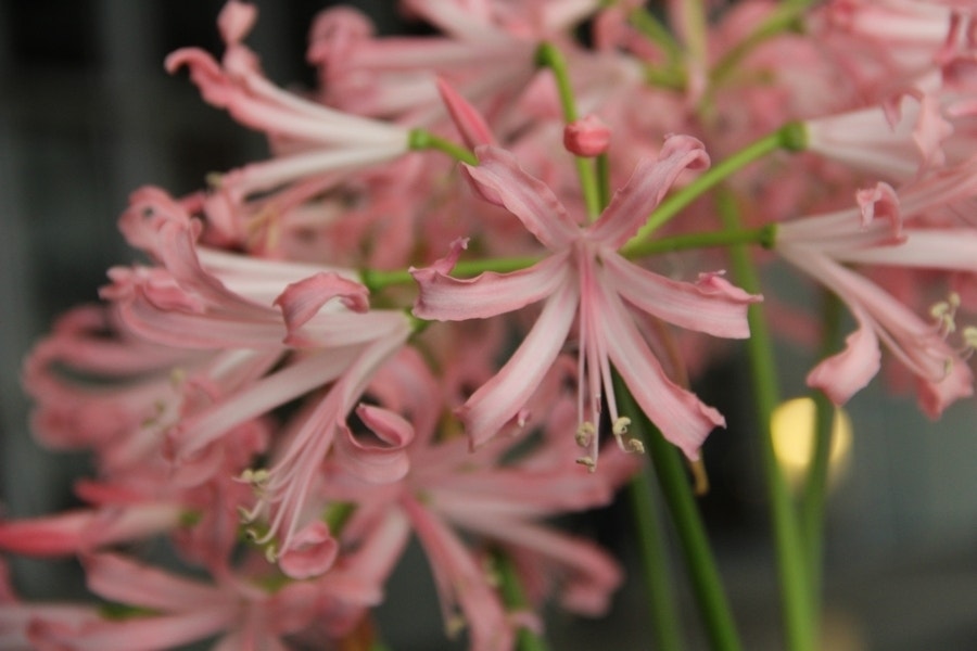 Kliplelie (Nerine bowdenii 'Vesta')