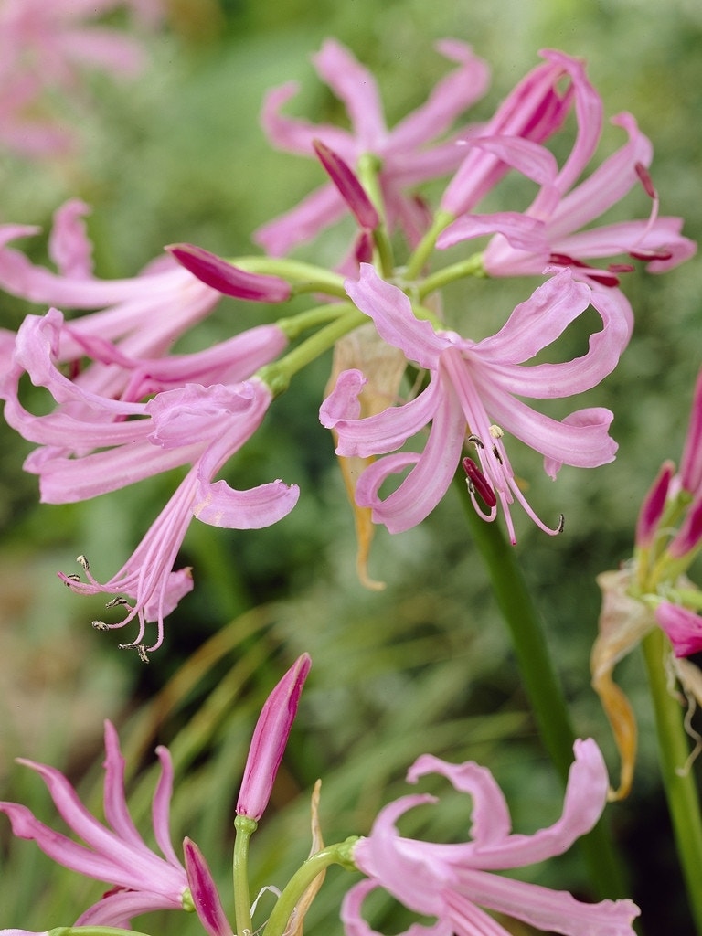 Kliplelie (Nerine bowdenii)