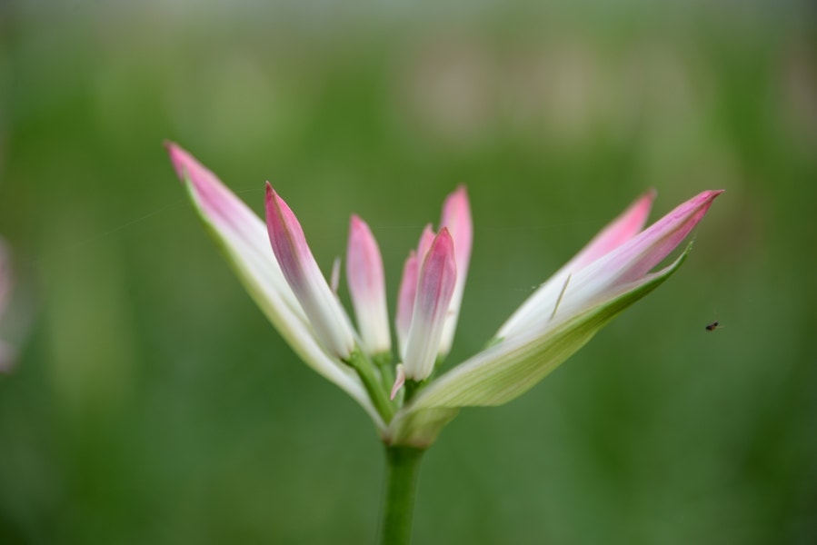 Kliplelie (Nerine bowdenii 'Lipstick')