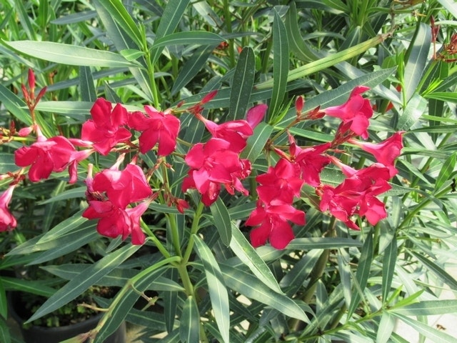 Rode Oleander (Nerium oleander)