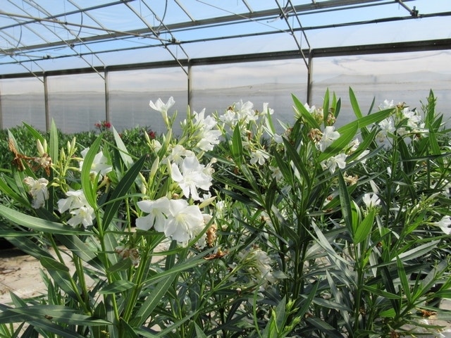 Witte Oleander (Nerium oleander)