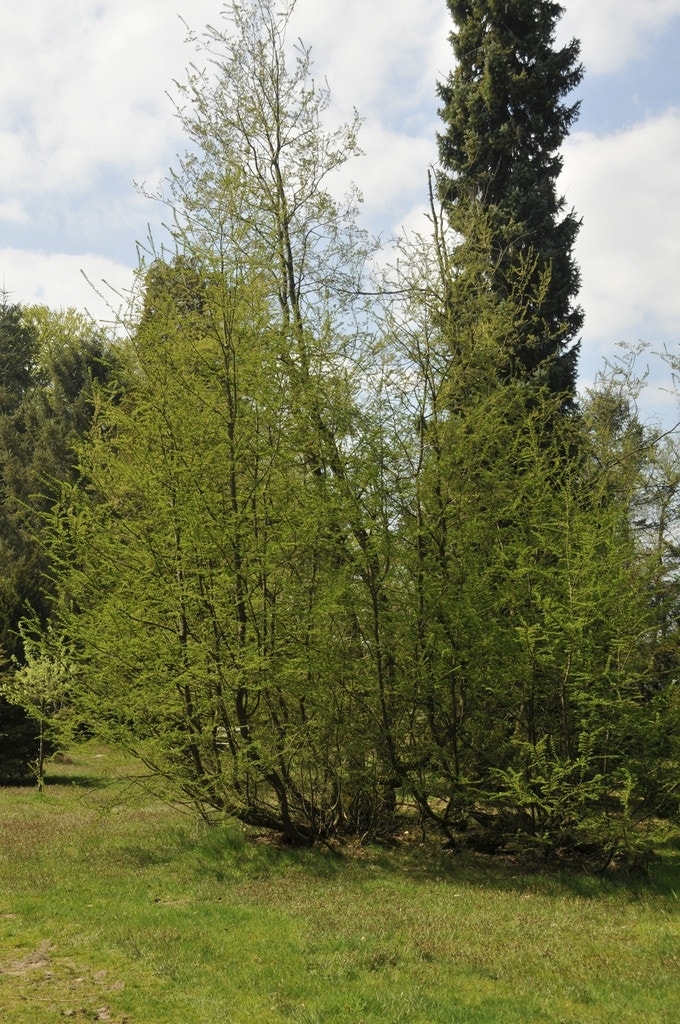 Schijnbeuk (Nothofagus antarctica)