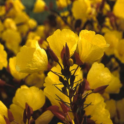 Teunisbloem (Oenothera fruticosa 'Fyrverkeri')