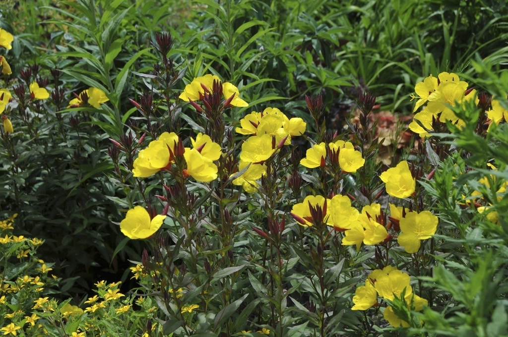 Teunisbloem (Oenothera fruticosa 'Sonnenwende')