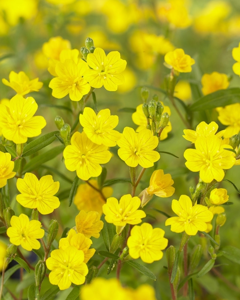 Teunisbloem (Oenothera perennis)