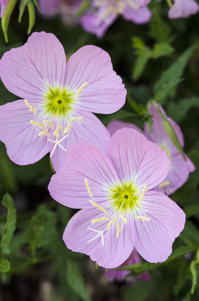 Teunisbloem (Oenothera speciosa)