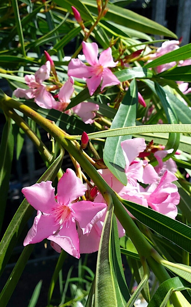 Roze Oleander (Nerium oleander)