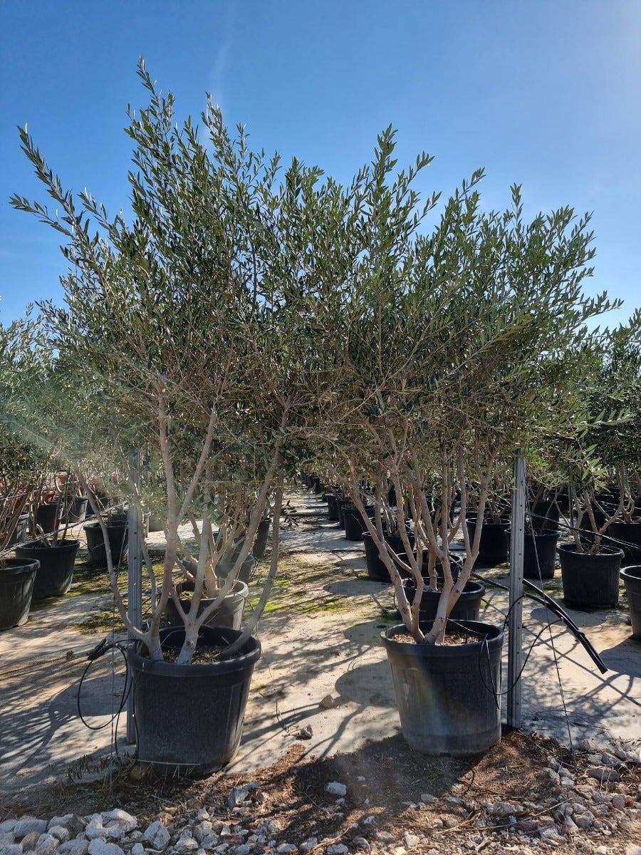 Olijf als meerstammige struik (Olea europaea)