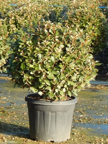 Olijfwilg als bol (Elaeagnus ebbingei 'Compacta')