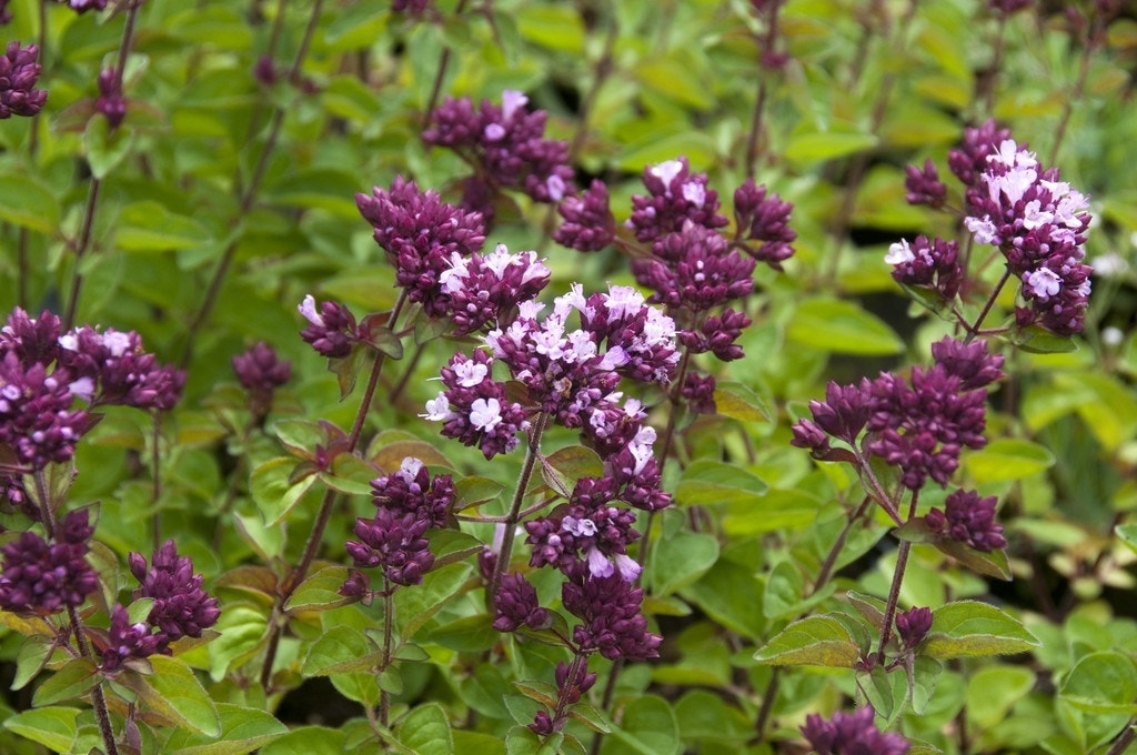 Marjolein (Origanum 'Rosenkuppel')