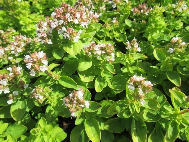 Marjolein (Origanum vulgare 'Thumble's Variety')