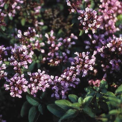 Marjolijn (Origanum laevigatum 'Herrenhausen')