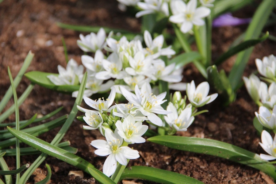 Vogelmelk (Ornithogalum balansae)