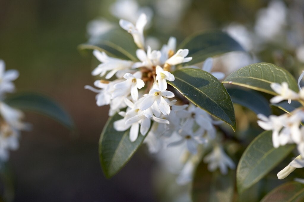 Schijnhulst (Osmanthus burkwoodii)