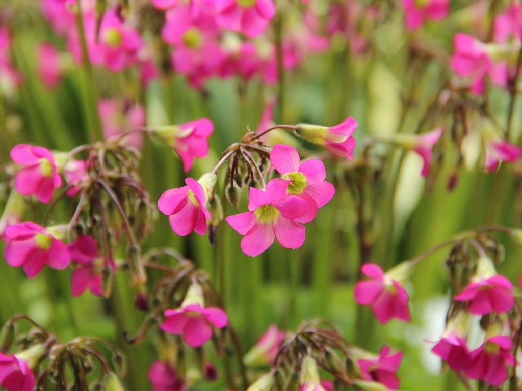 Klavertje vier (Oxalis lasiandra)