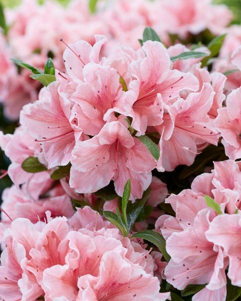 Azalea (Rhododendron Encore ® 'Sunburst')