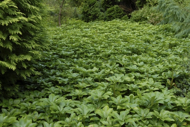 Pachysandra (Pachysandra terminalis)