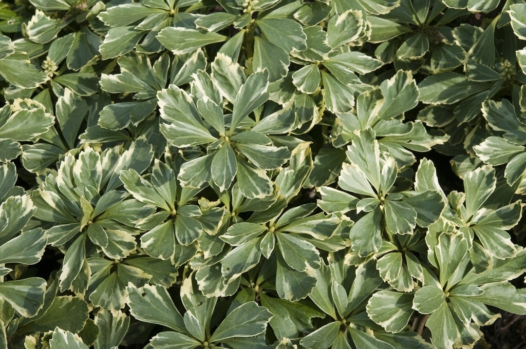 Pachysandra (Pachysandra terminalis 'Variegata')