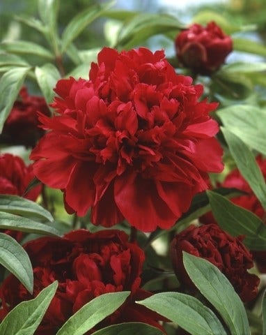 Pioenroos (Paeonia lactiflora Fabulous Flowers® 'Charming Magenta Cinderella')