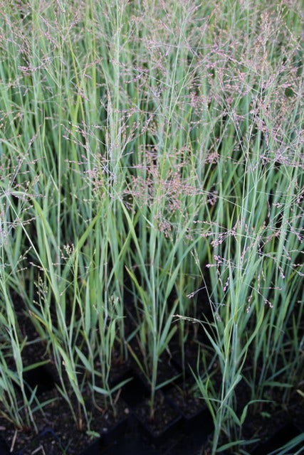 Vingergras (Panicum virgatum 'Heavy Metal')