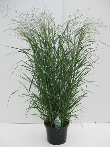 Vingergras (Panicum virgatum 'Prairie Sky')