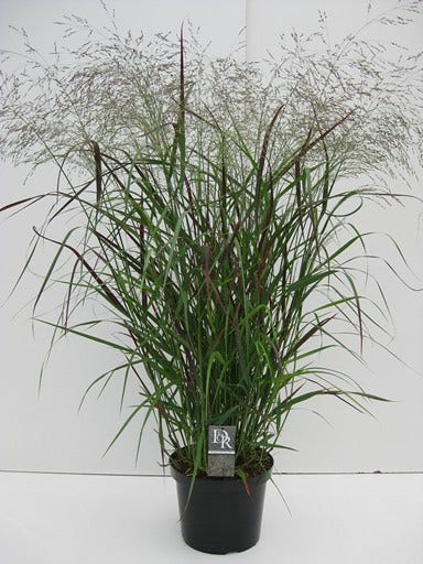 Vingergras (Panicum virgatum 'Squaw')