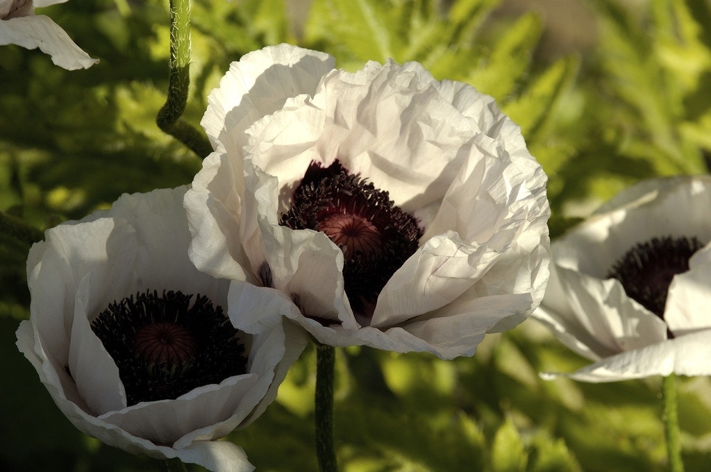 Klaproos (Papaver orientale 'Perry's White')