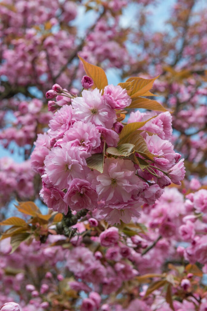 Grote Sierkers (Prunus serrulata 'Kanzan')