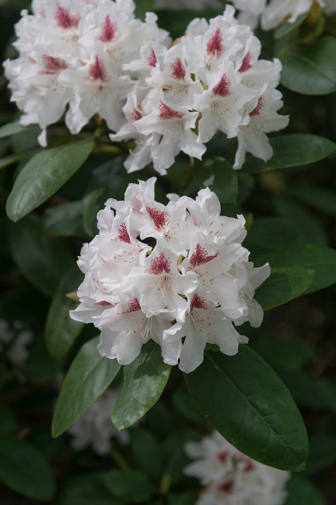 Rhododendron (Rhododendron 'Schneeauge')