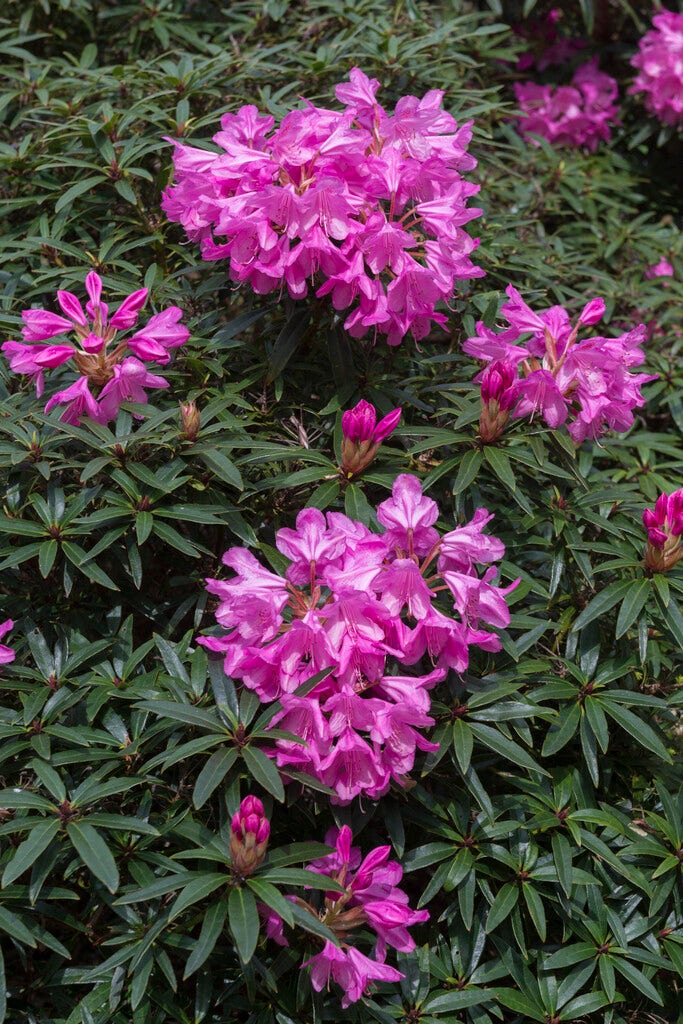 Rhododendron (Rhododendron 'Graziella')