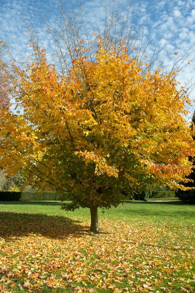 Perzisch IJzerhout als boom (Parrotia persica)