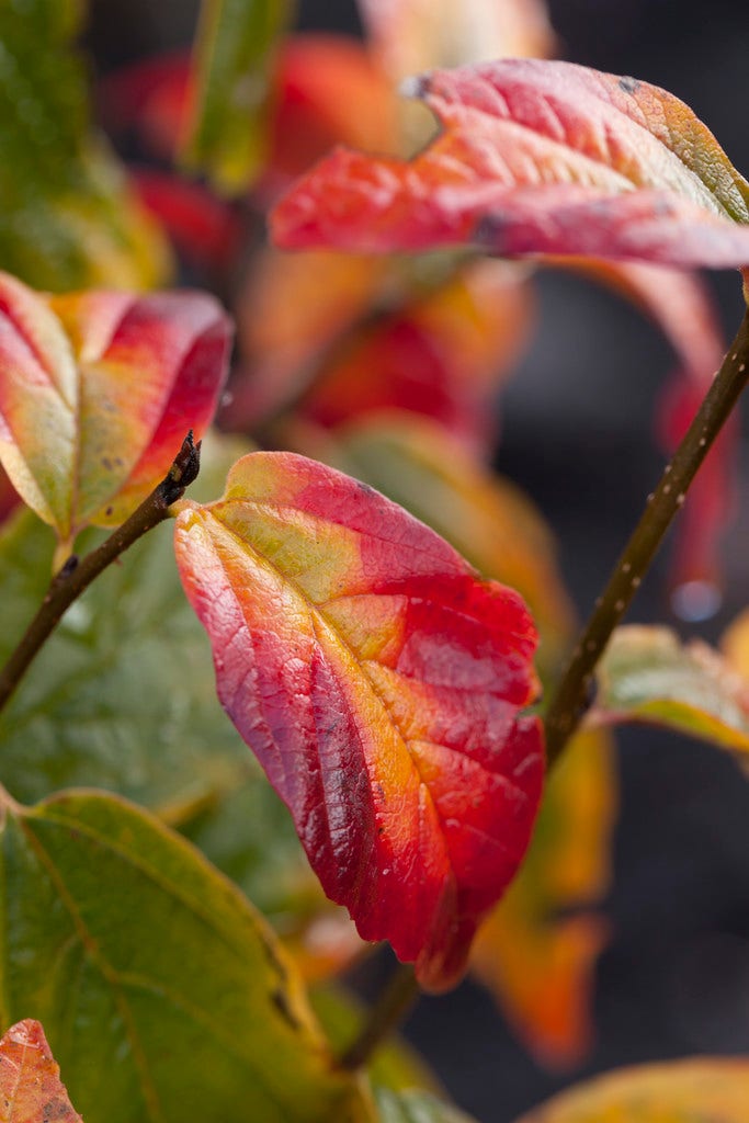 Perzisch ijzerhout (Parrotia persica 'Persian Spire')