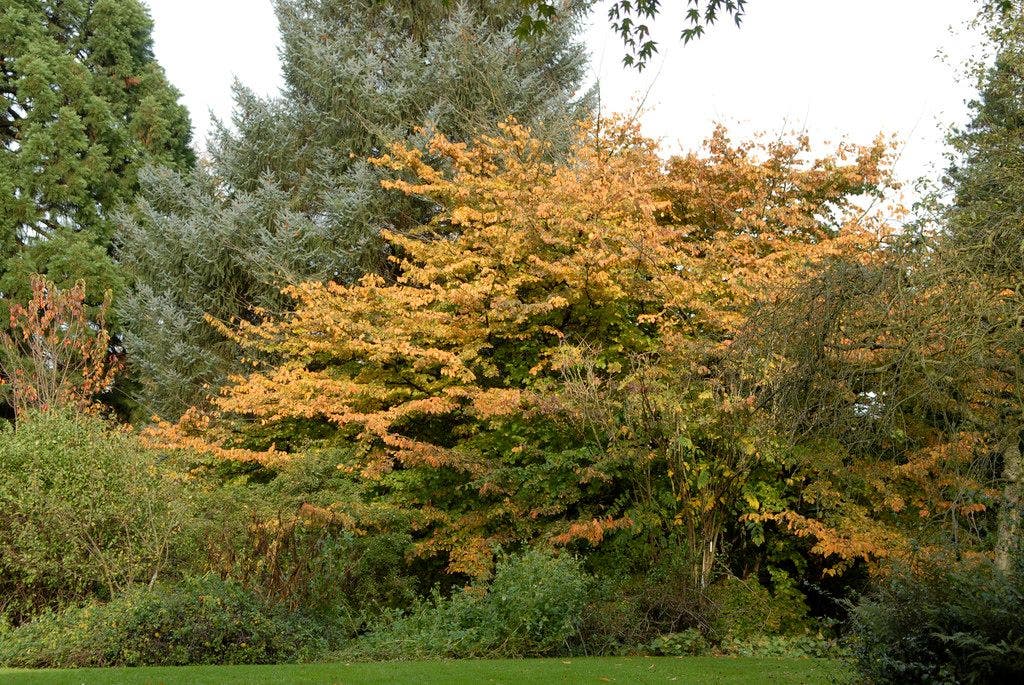 Perzisch IJzerhout als struik (Parrotia persica)