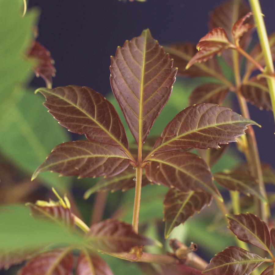 Wilde wingerd (Parthenocissus 'Henryana')