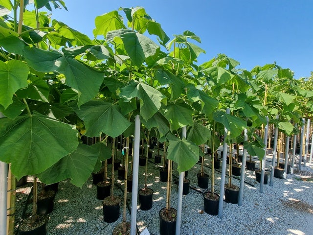 Anna Paulownaboom (Paulownia fortunei 'Fast blue')