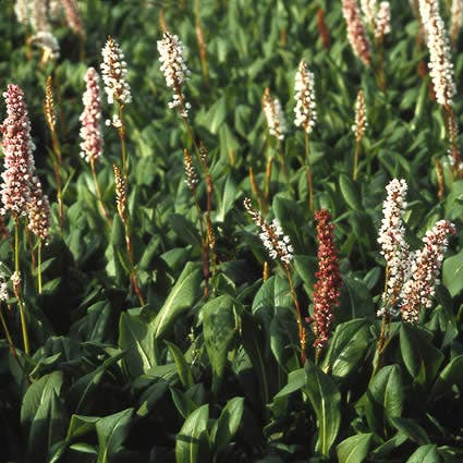 Duizendknoop (Persicaria affinis)