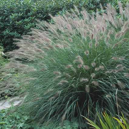 Lampepoetsersgras  (Pennisetum alopecuroides)