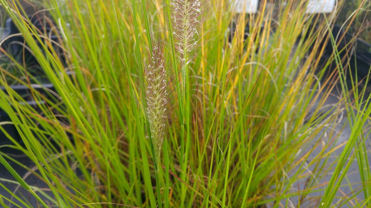 Lampepoetsersgras (Pennisetum alopecuroides 'Cassian')