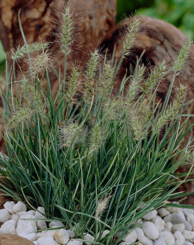 Lampepoetsersgras (Pennisetum alopecuroides 'Little Honey')