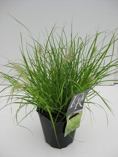 Lampepoetsersgras (Pennisetum 'Jommenik')