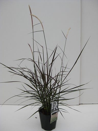 Lampepoetsersgras (Pennisetum 'Metallica')