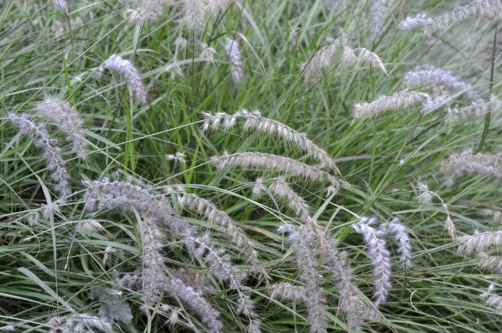 Lampepoetsersgras (Pennisetum orientale)