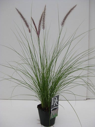 Lampepoetsersgras (Pennisetum 'Rupelli')