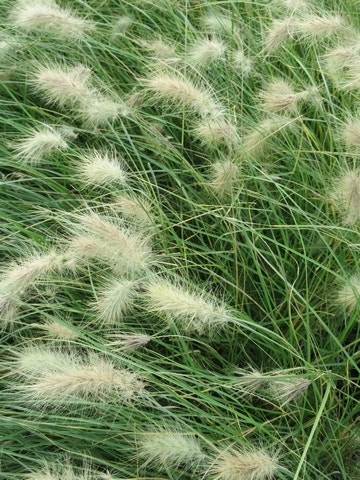 Lampepoetsersgras (Pennisetum villosum)