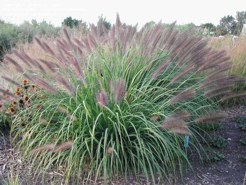 Lampepoetsersgras (Pennisetum alopecuroides 'Red Head')