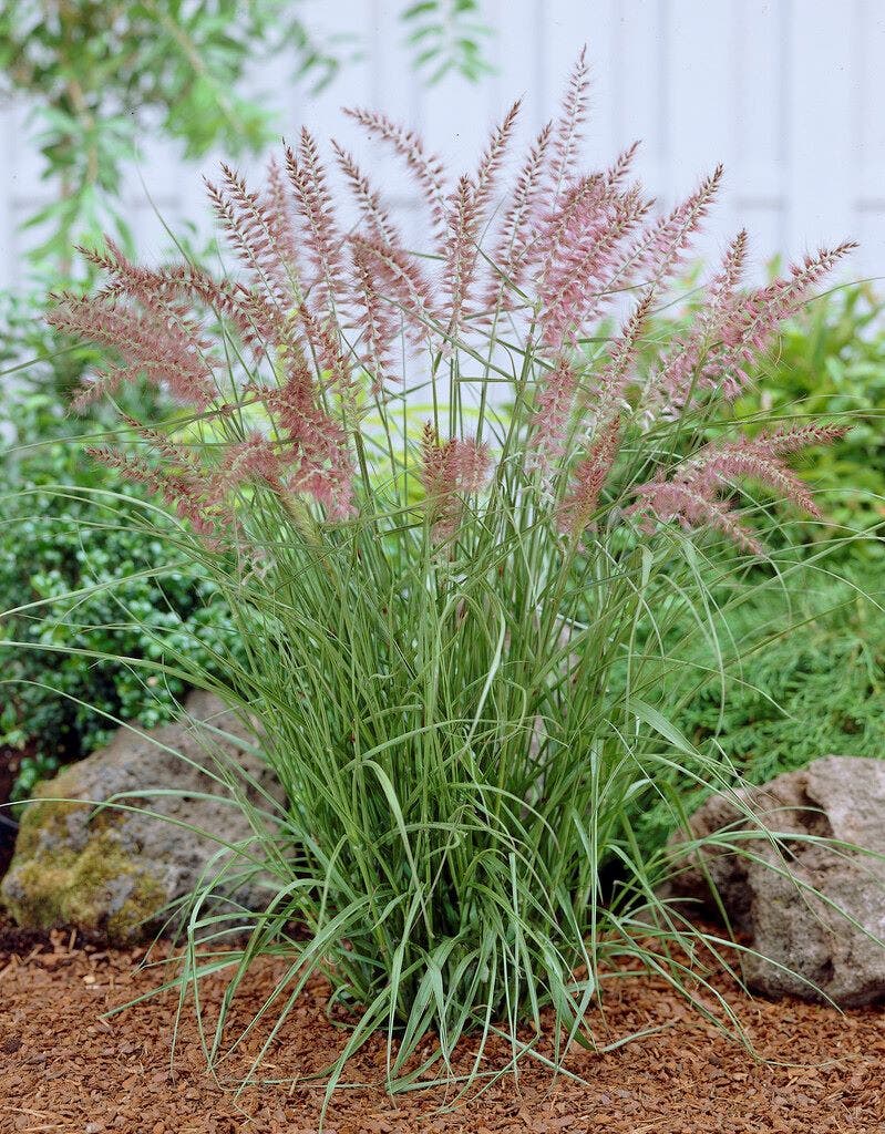 Lampepoetsersgras (Pennisetum 'Karley Rose')