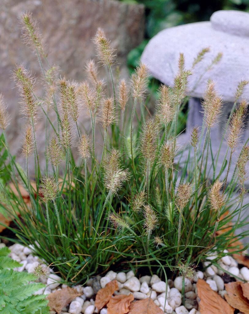 Lampepoetsersgras (Pennisetum alopecuroides 'Little Bunny')