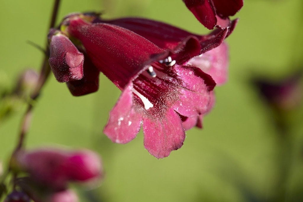 Schildpadbloem (Penstemon 'Rich Ruby')